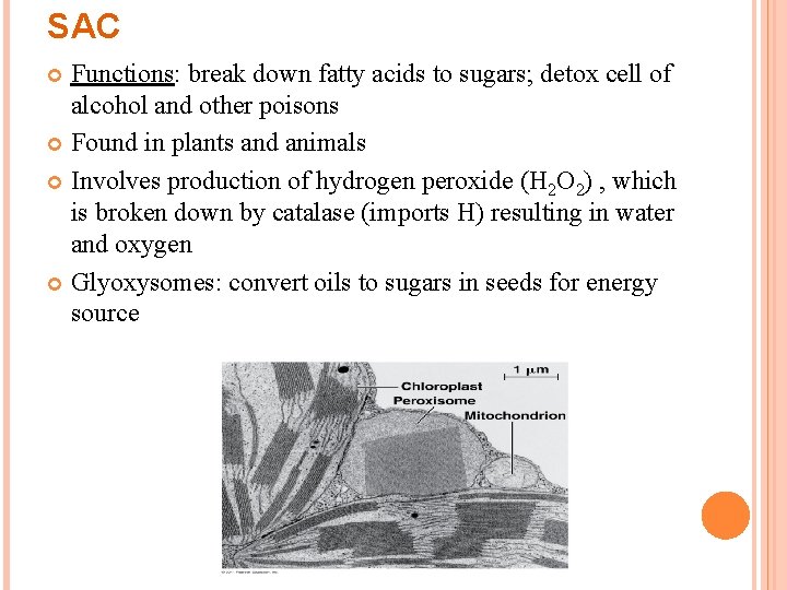 SAC Functions: break down fatty acids to sugars; detox cell of alcohol and other