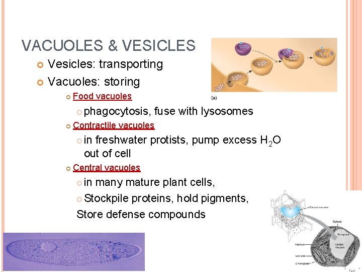 VACUOLES & VESICLES Vesicles: transporting Vacuoles: storing Food vacuoles Contractile vacuoles phagocytosis, fuse with