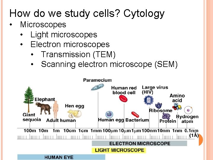 How do we study cells? Cytology • Microscopes • Light microscopes • Electron microscopes