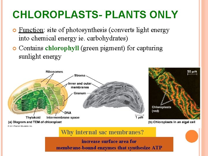 CHLOROPLASTS- PLANTS ONLY Function: site of photosynthesis (converts light energy into chemical energy ie.