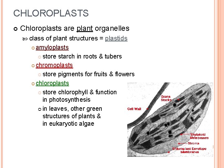 CHLOROPLASTS Chloroplasts are plant organelles class of plant structures = plastids amyloplasts store starch