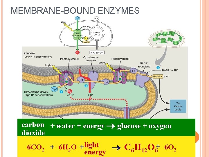 MEMBRANE-BOUND ENZYMES carbon + water + energy glucose + oxygen dioxide 6 CO 2