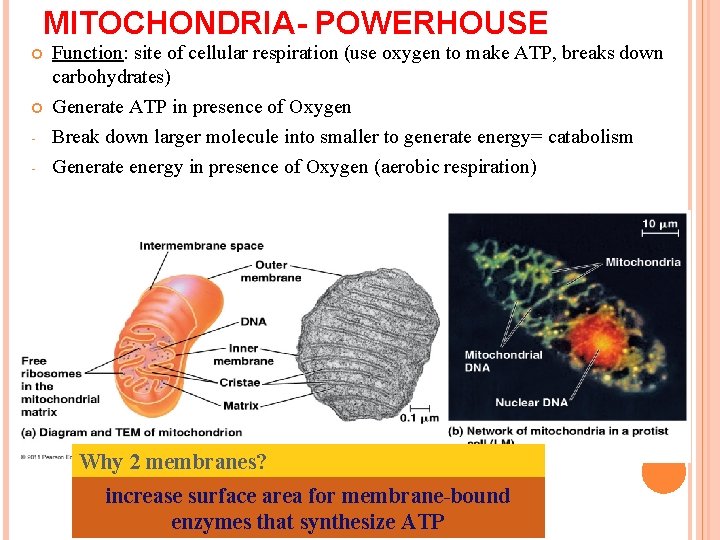 MITOCHONDRIA- POWERHOUSE - Function: site of cellular respiration (use oxygen to make ATP, breaks