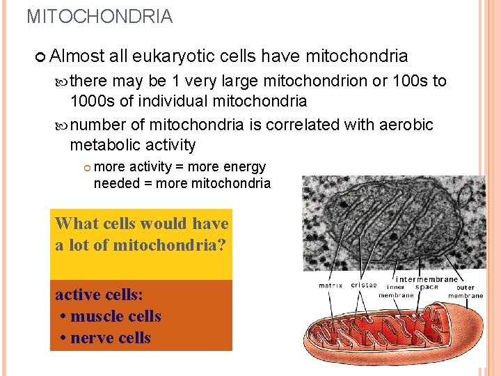 MITOCHONDRIA Almost all eukaryotic cells have mitochondria there may be 1 very large mitochondrion