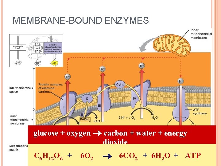 MEMBRANE-BOUND ENZYMES glucose + oxygen carbon + water + energy dioxide C 6 H