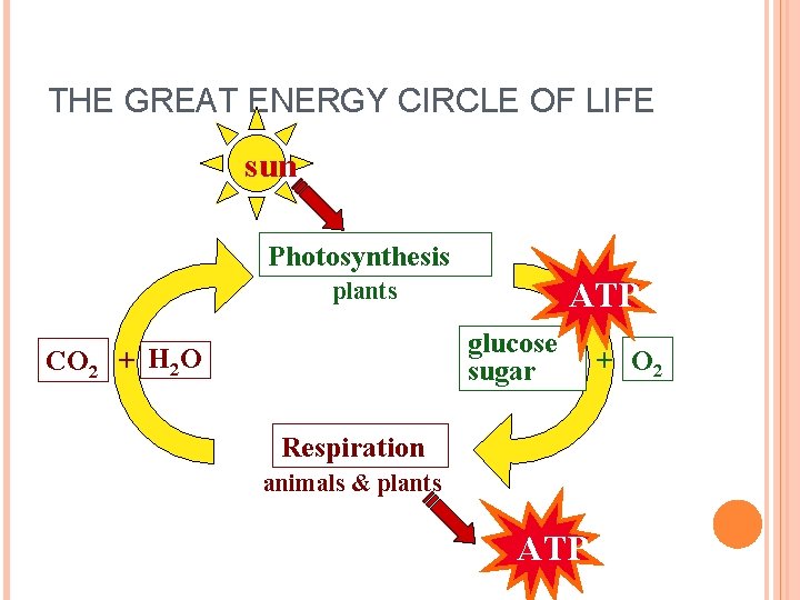 THE GREAT ENERGY CIRCLE OF LIFE sun Photosynthesis ATP plants CO 2 glucose sugar