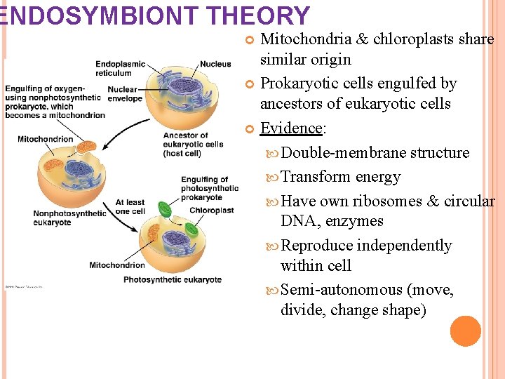 ENDOSYMBIONT THEORY Mitochondria & chloroplasts share similar origin Prokaryotic cells engulfed by ancestors of