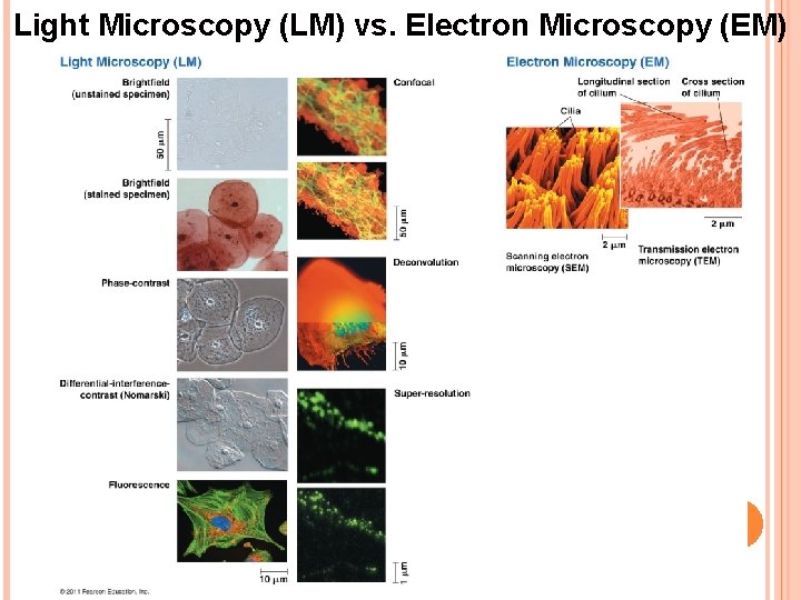 Light Microscopy (LM) vs. Electron Microscopy (EM) 