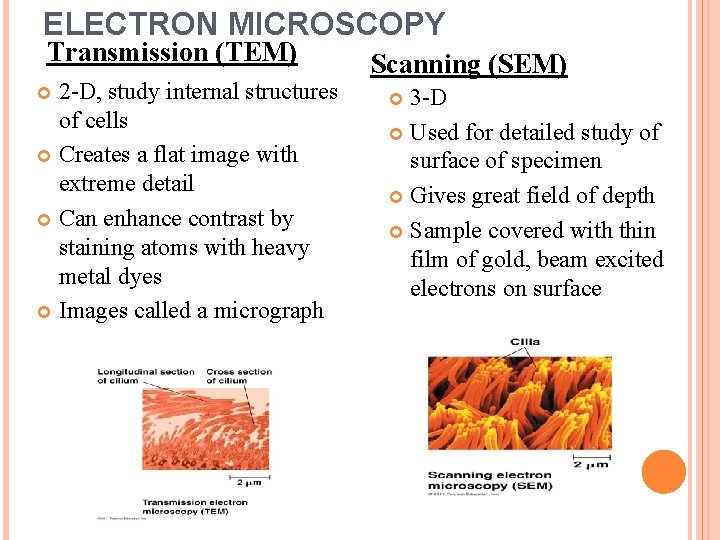 ELECTRON MICROSCOPY Transmission (TEM) 2 -D, study internal structures of cells Creates a flat