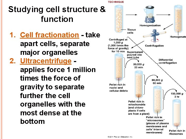 Studying cell structure & function 1. Cell fractionation - take apart cells, separate major