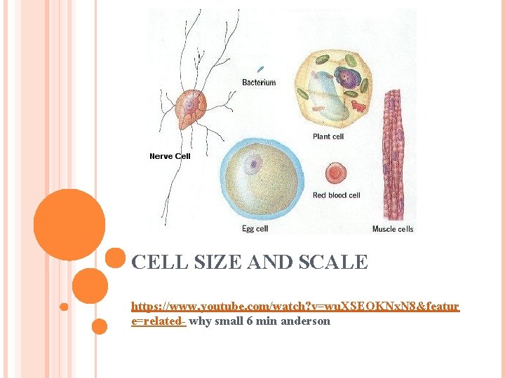 CELL SIZE AND SCALE https: //www. youtube. com/watch? v=wu. XSEOKNx. N 8&featur e=related- why