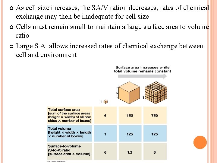 As cell size increases, the SA/V ration decreases, rates of chemical exchange may then
