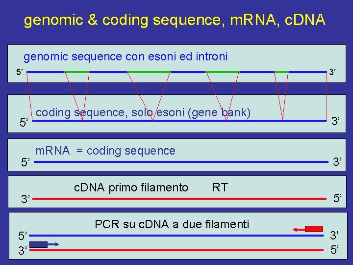 genomic & coding sequence, m. RNA, c. DNA genomic sequence con esoni ed introni