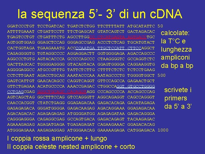 la sequenza 5’- 3’ di un c. DNA GGATCCCTGT ATTTTGAAAT TGAGTCCTGT AGTGGTGGAG CACTGGTAGA CAGAGGGGTG