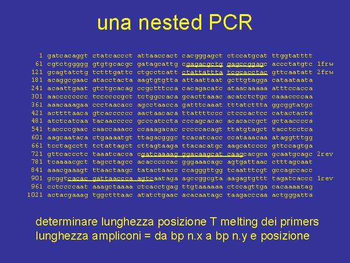 una nested PCR 1 61 121 181 241 301 361 421 481 541 601