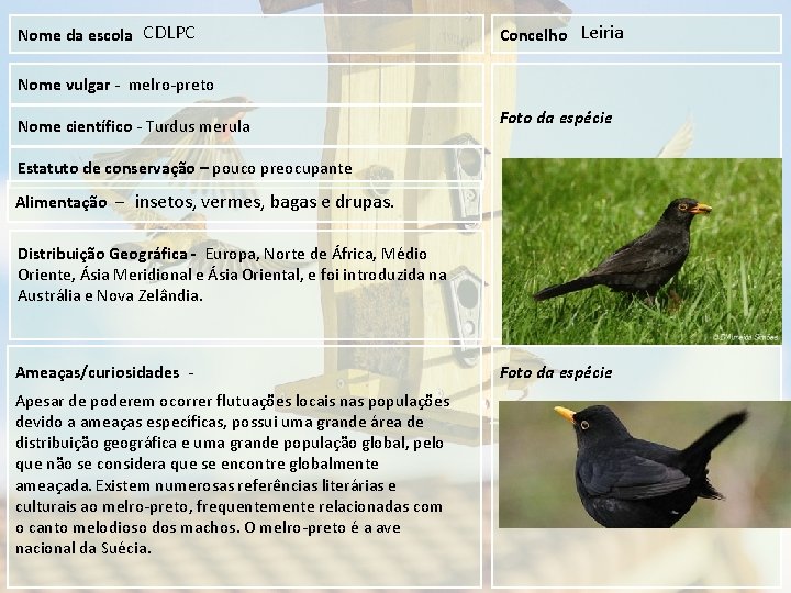 Nome da escola CDLPC Concelho Leiria Nome vulgar - melro-preto Nome científico - Turdus