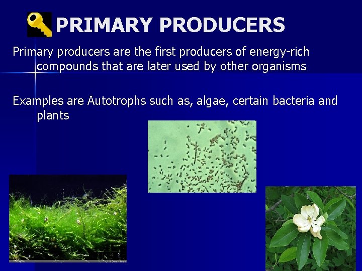 PRIMARY PRODUCERS Primary producers are the first producers of energy-rich compounds that are later