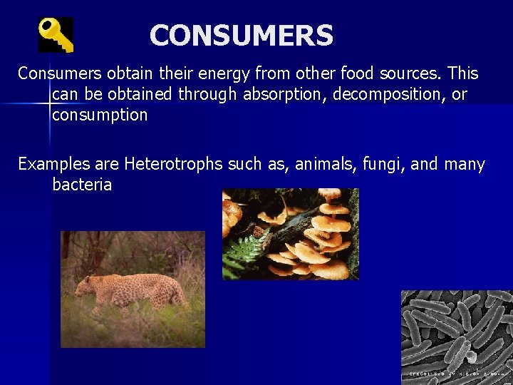 CONSUMERS Consumers obtain their energy from other food sources. This can be obtained through