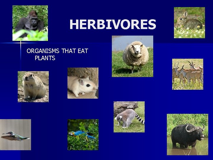 HERBIVORES ORGANISMS THAT EAT PLANTS 