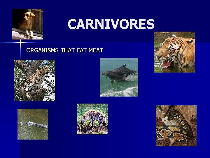 CARNIVORES ORGANISMS THAT EAT MEAT 