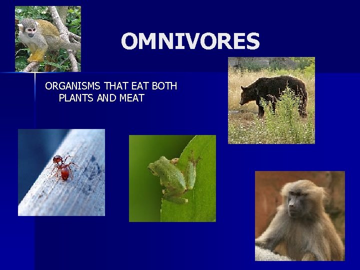 OMNIVORES ORGANISMS THAT EAT BOTH PLANTS AND MEAT 