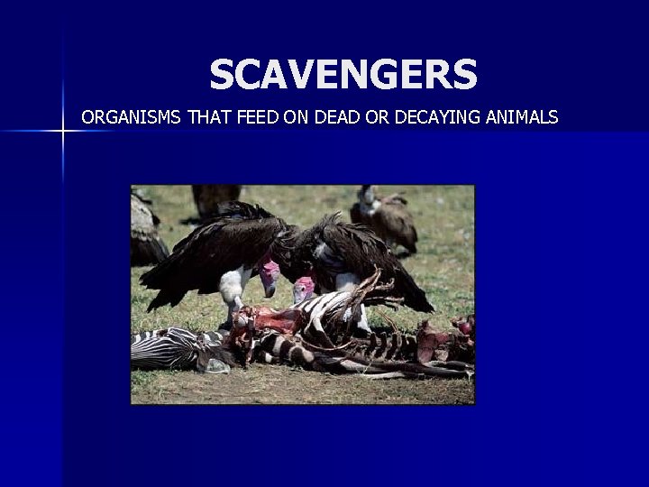 SCAVENGERS ORGANISMS THAT FEED ON DEAD OR DECAYING ANIMALS 