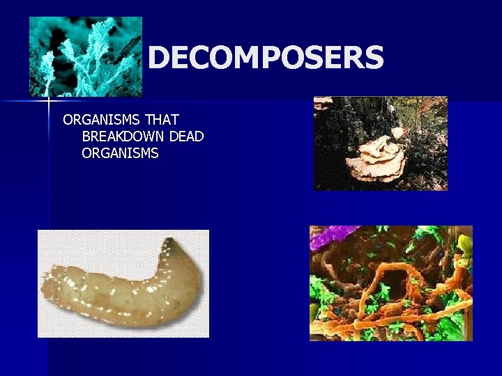 DECOMPOSERS ORGANISMS THAT BREAKDOWN DEAD ORGANISMS 
