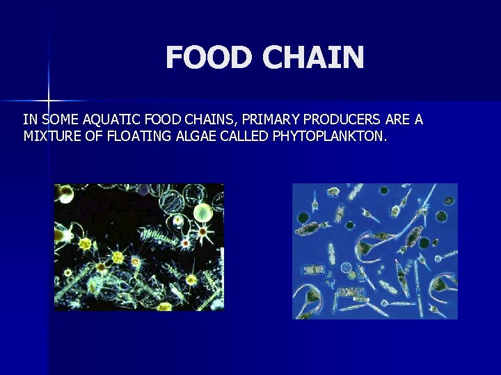 FOOD CHAIN IN SOME AQUATIC FOOD CHAINS, PRIMARY PRODUCERS ARE A MIXTURE OF FLOATING