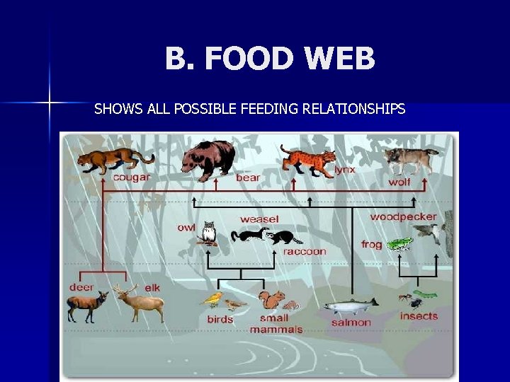B. FOOD WEB SHOWS ALL POSSIBLE FEEDING RELATIONSHIPS 