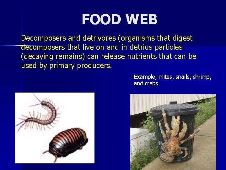 FOOD WEB Decomposers and detrivores (organisms that digest decomposers that live on and in