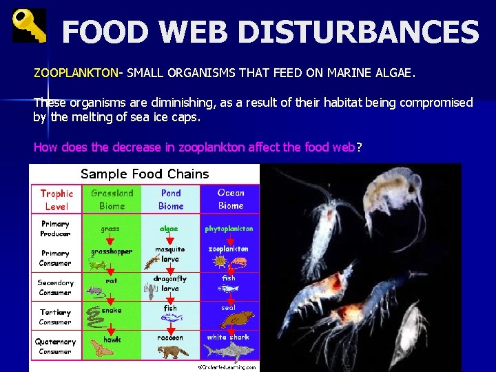 FOOD WEB DISTURBANCES ZOOPLANKTON- SMALL ORGANISMS THAT FEED ON MARINE ALGAE. These organisms are