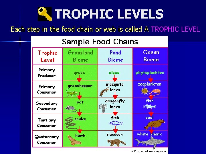 TROPHIC LEVELS Each step in the food chain or web is called A TROPHIC