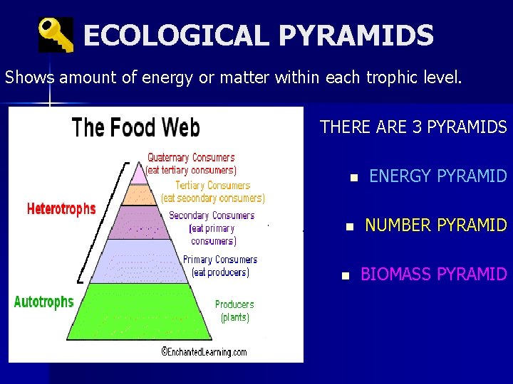 ECOLOGICAL PYRAMIDS Shows amount of energy or matter within each trophic level. THERE ARE