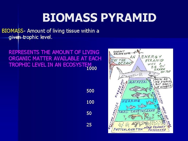 BIOMASS PYRAMID BIOMASS- Amount of living tissue within a given trophic level. REPRESENTS THE