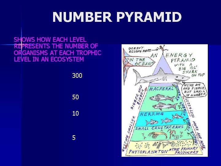 NUMBER PYRAMID SHOWS HOW EACH LEVEL REPRESENTS THE NUMBER OF ORGANISMS AT EACH TROPHIC