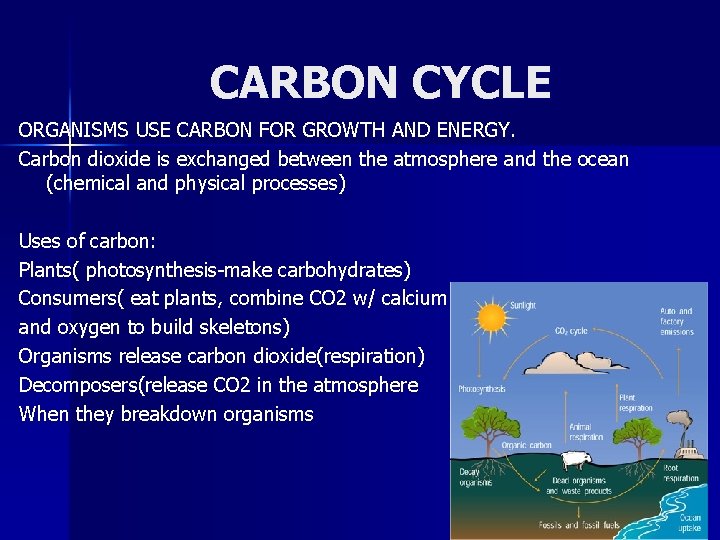 CARBON CYCLE ORGANISMS USE CARBON FOR GROWTH AND ENERGY. Carbon dioxide is exchanged between