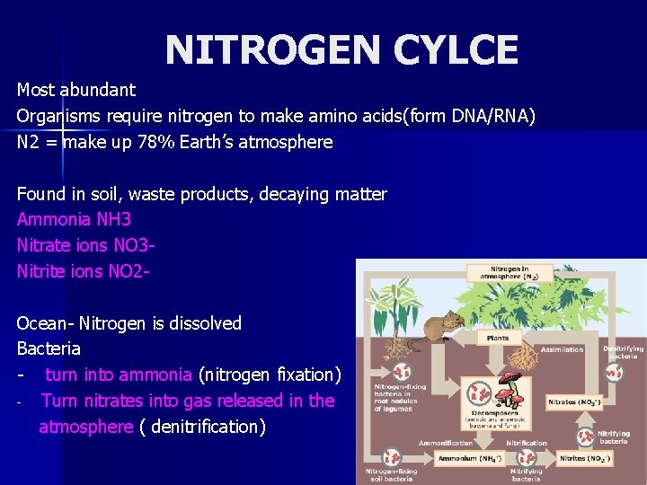 NITROGEN CYLCE Most abundant Organisms require nitrogen to make amino acids(form DNA/RNA) N 2