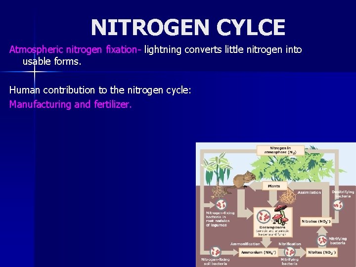 NITROGEN CYLCE Atmospheric nitrogen fixation- lightning converts little nitrogen into usable forms. Human contribution