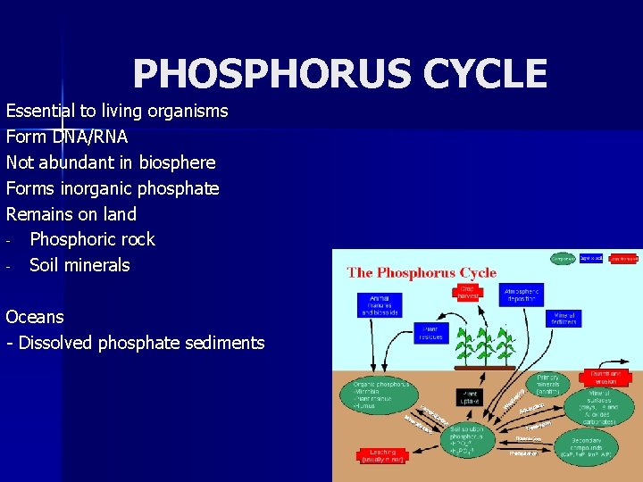 PHOSPHORUS CYCLE Essential to living organisms Form DNA/RNA Not abundant in biosphere Forms inorganic