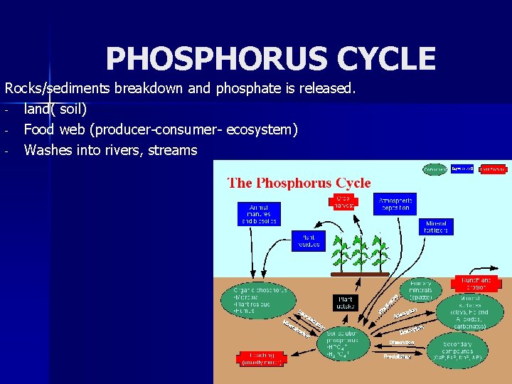 PHOSPHORUS CYCLE Rocks/sediments breakdown and phosphate is released. - land( soil) - Food web