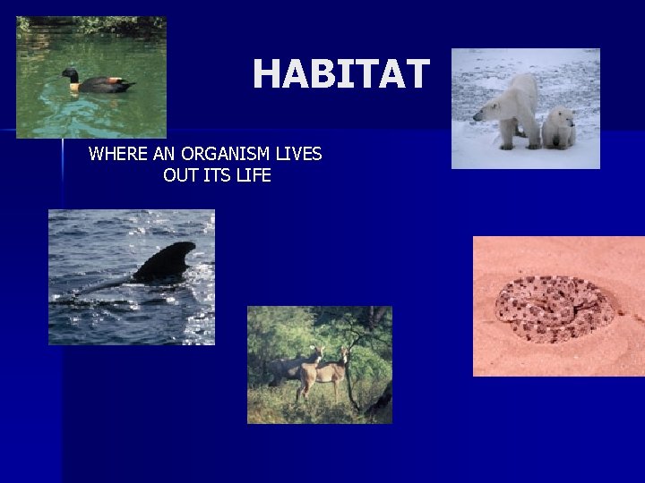 HABITAT WHERE AN ORGANISM LIVES OUT ITS LIFE 