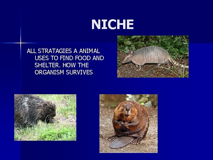 NICHE ALL STRATAGIES A ANIMAL USES TO FIND FOOD AND SHELTER. HOW THE ORGANISM