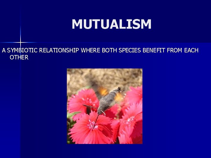MUTUALISM A SYMBIOTIC RELATIONSHIP WHERE BOTH SPECIES BENEFIT FROM EACH OTHER 