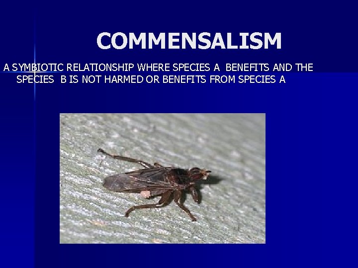 COMMENSALISM A SYMBIOTIC RELATIONSHIP WHERE SPECIES A BENEFITS AND THE SPECIES B IS NOT