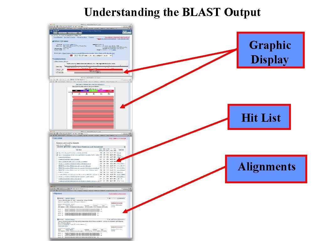 Understanding the BLAST Output Graphic Display Hit List Alignments 