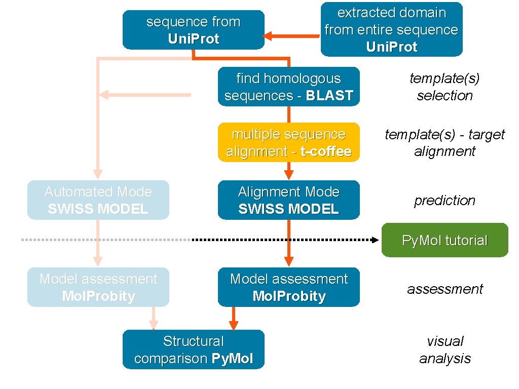 sequence from Uni. Prot Automated Mode SWISS MODEL extracted domain from entire sequence Uni.