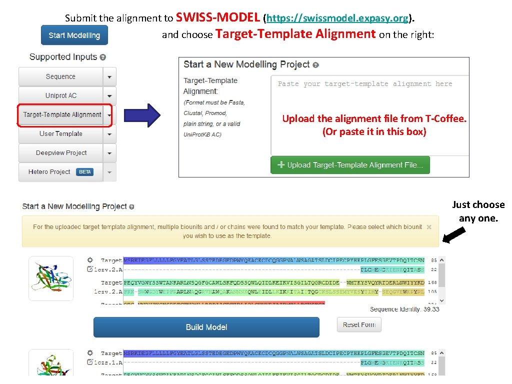 Submit the alignment to SWISS-MODEL (https: //swissmodel. expasy. org). Click and choose Target-Template Alignment