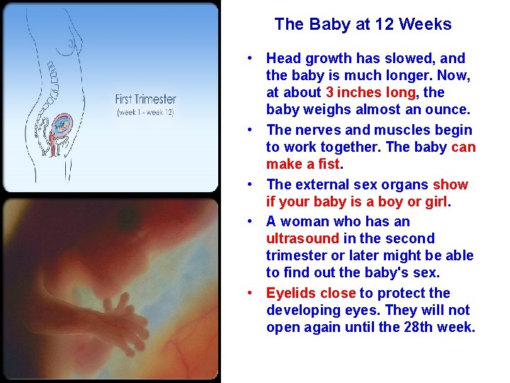 The Baby at 12 Weeks • Head growth has slowed, and the baby is