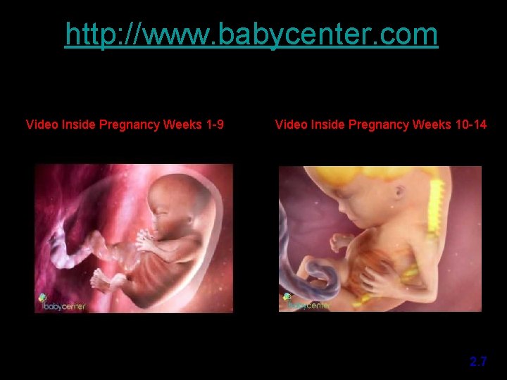 http: //www. babycenter. com Video Inside Pregnancy Weeks 1 -9 Video Inside Pregnancy Weeks