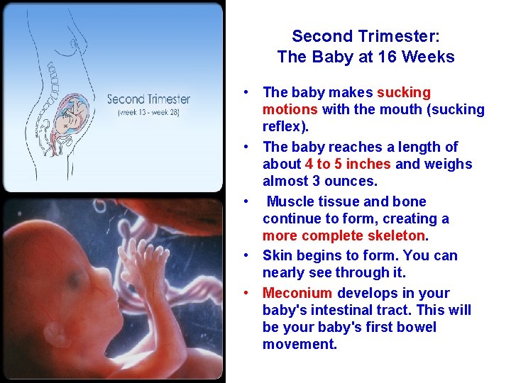 Second Trimester: The Baby at 16 Weeks • The baby makes sucking motions with